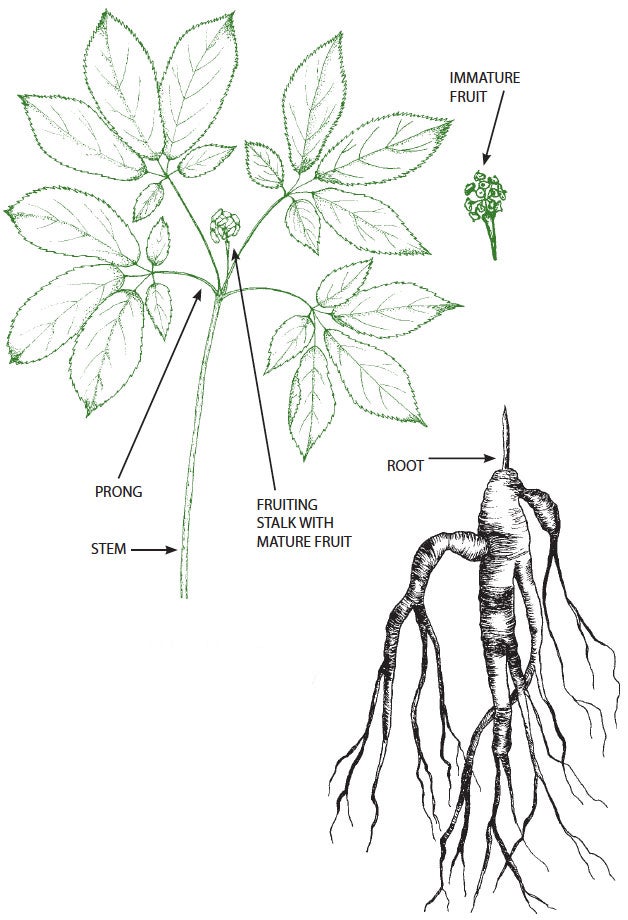 Illustration of mature ginseng plant showing stem, prongs, fruit, and roots