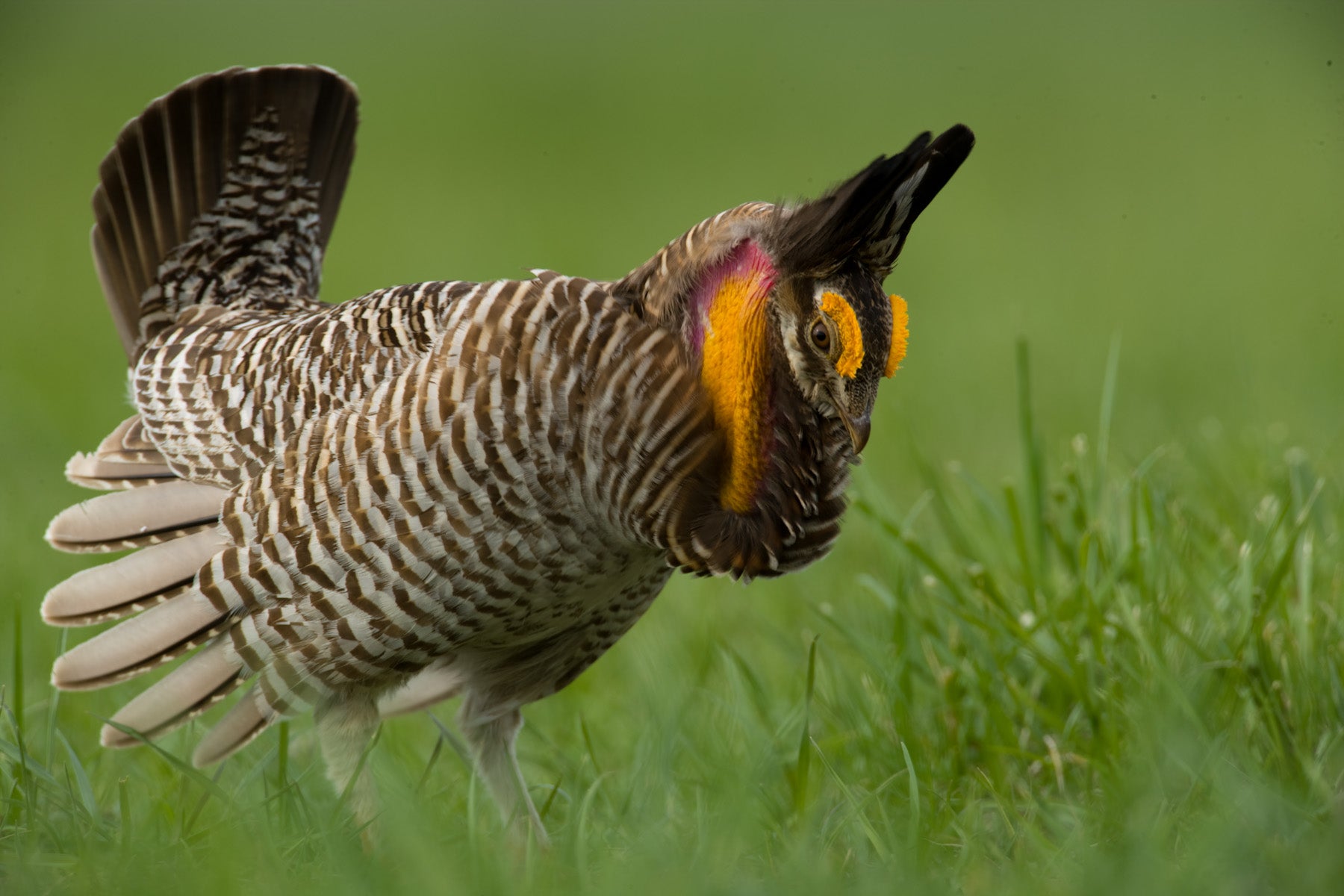 Photo of a male greater prairie-chicken in courtship display