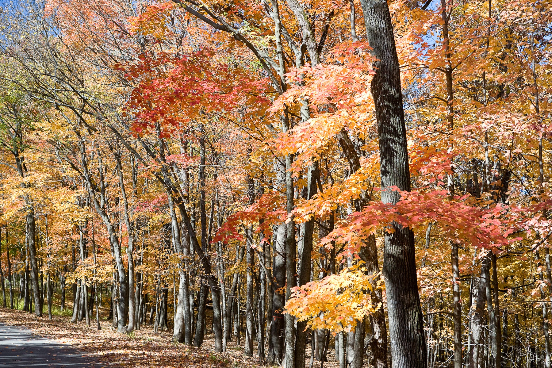 A line of trees with autumn red and yellow leaves