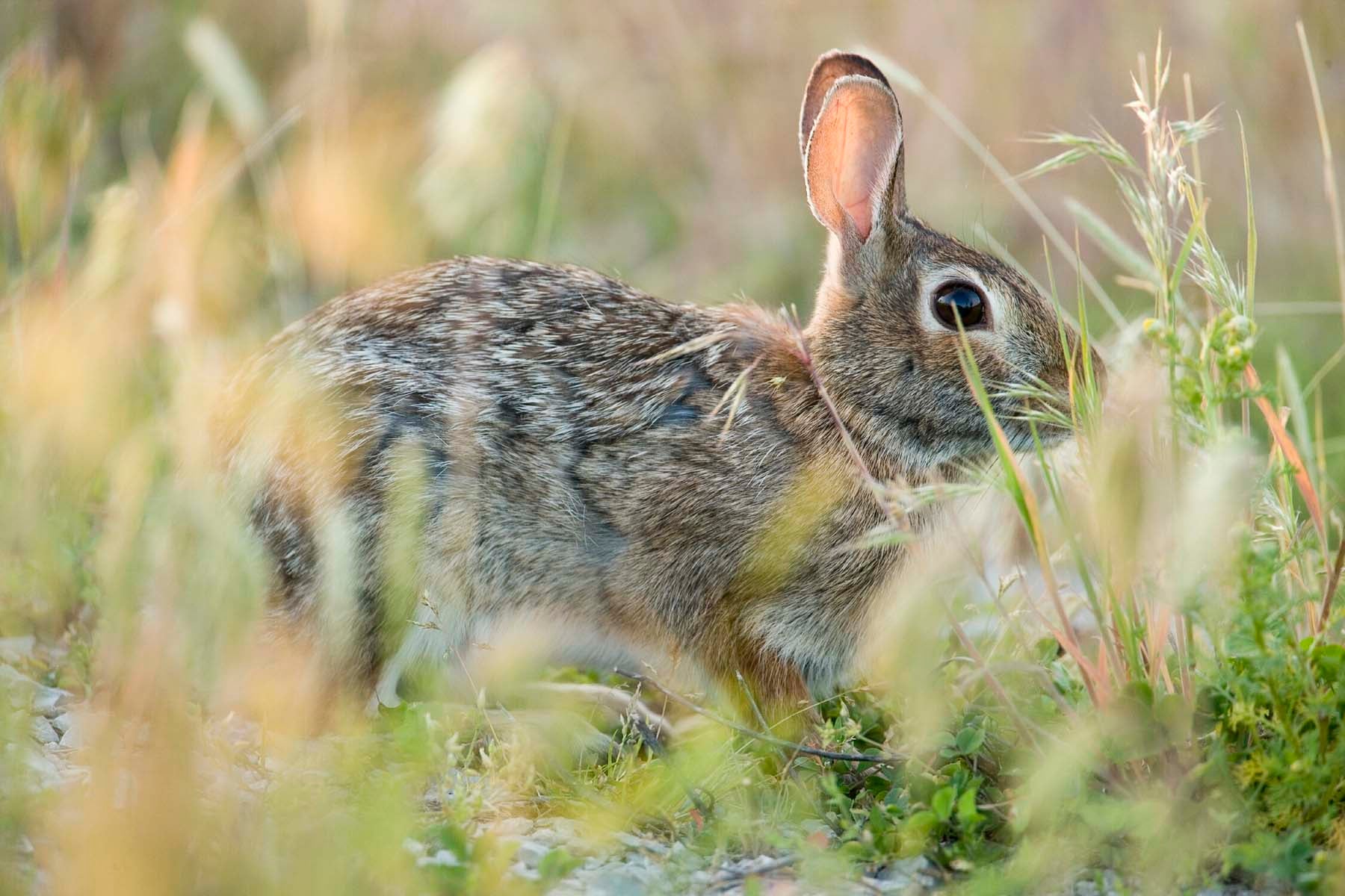 Eastern cottontail rabbit in grassy field