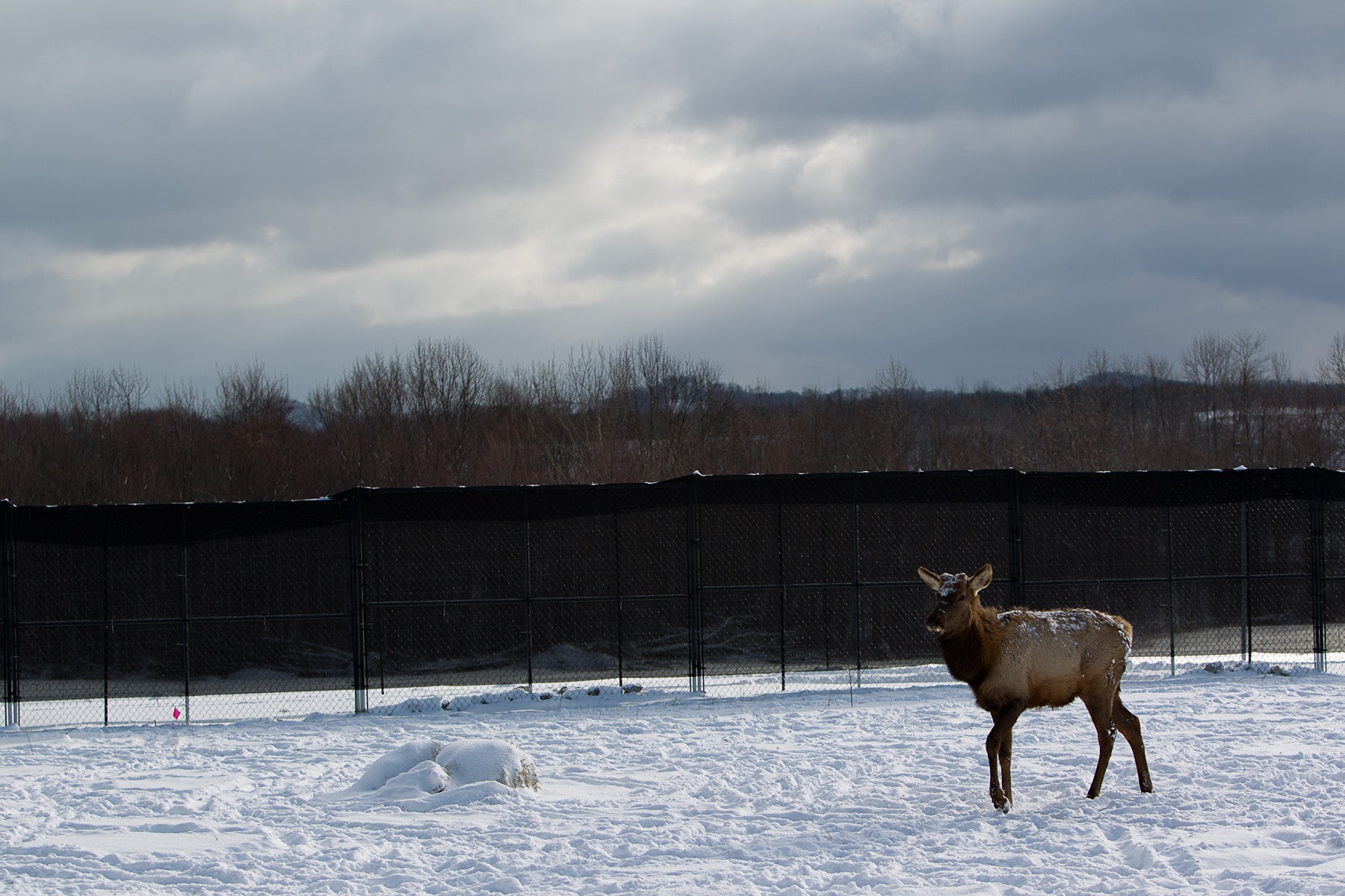 An elk stands in a snow-covered holding pen. 