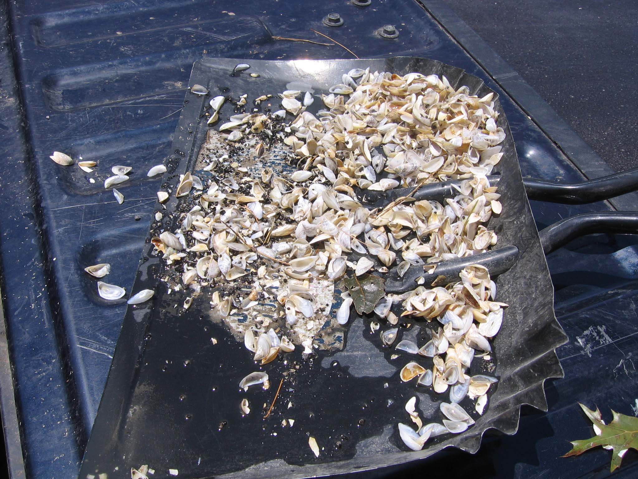 Photo of shovelfull of zebra mussels recovered from boatlift