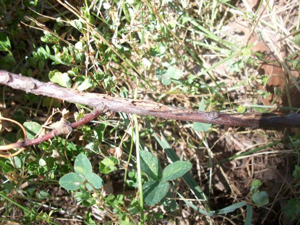 Cicada Twig Damage