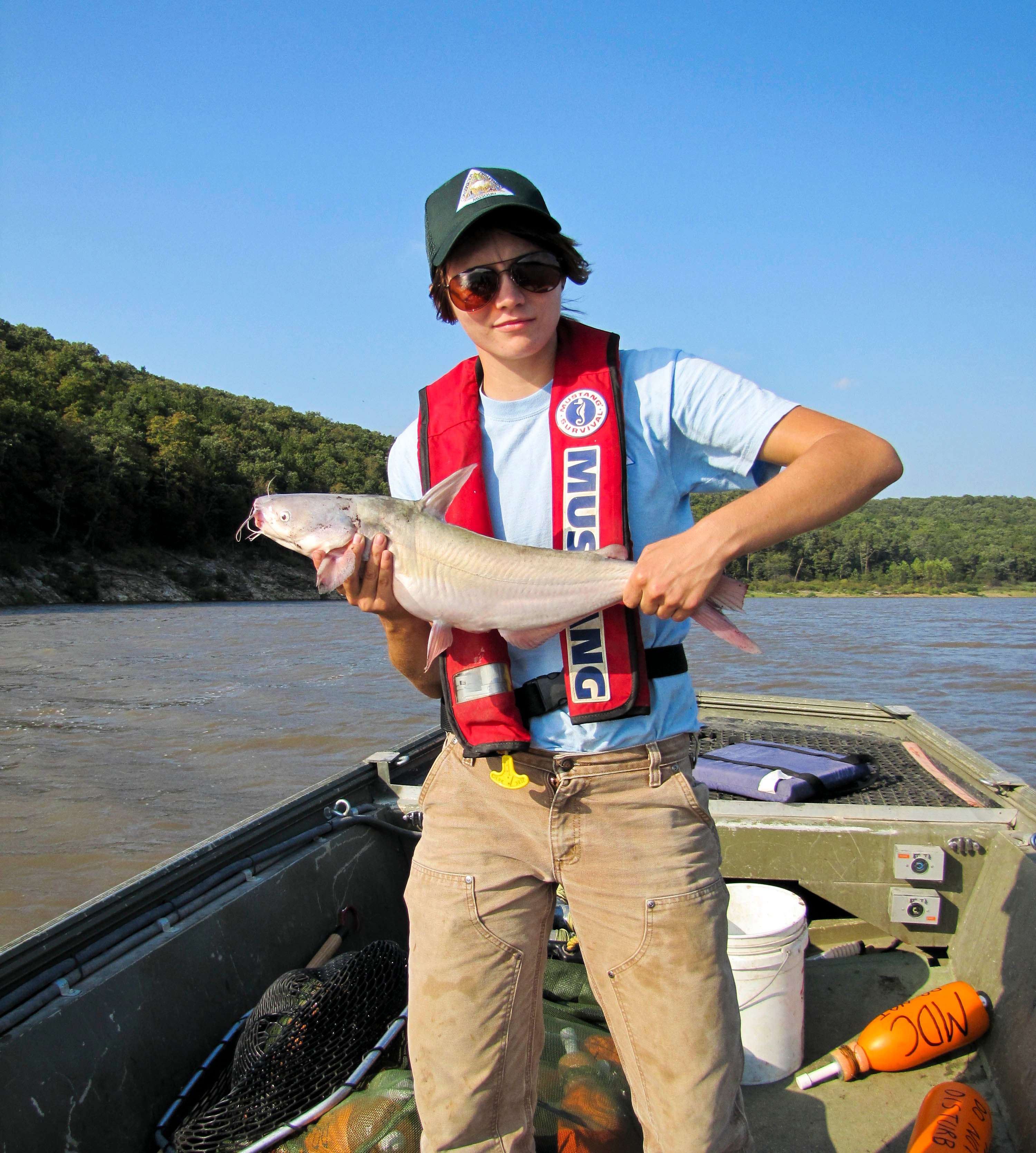 MDC fisheries biologists are gathering infomation to help manage blue catfish.