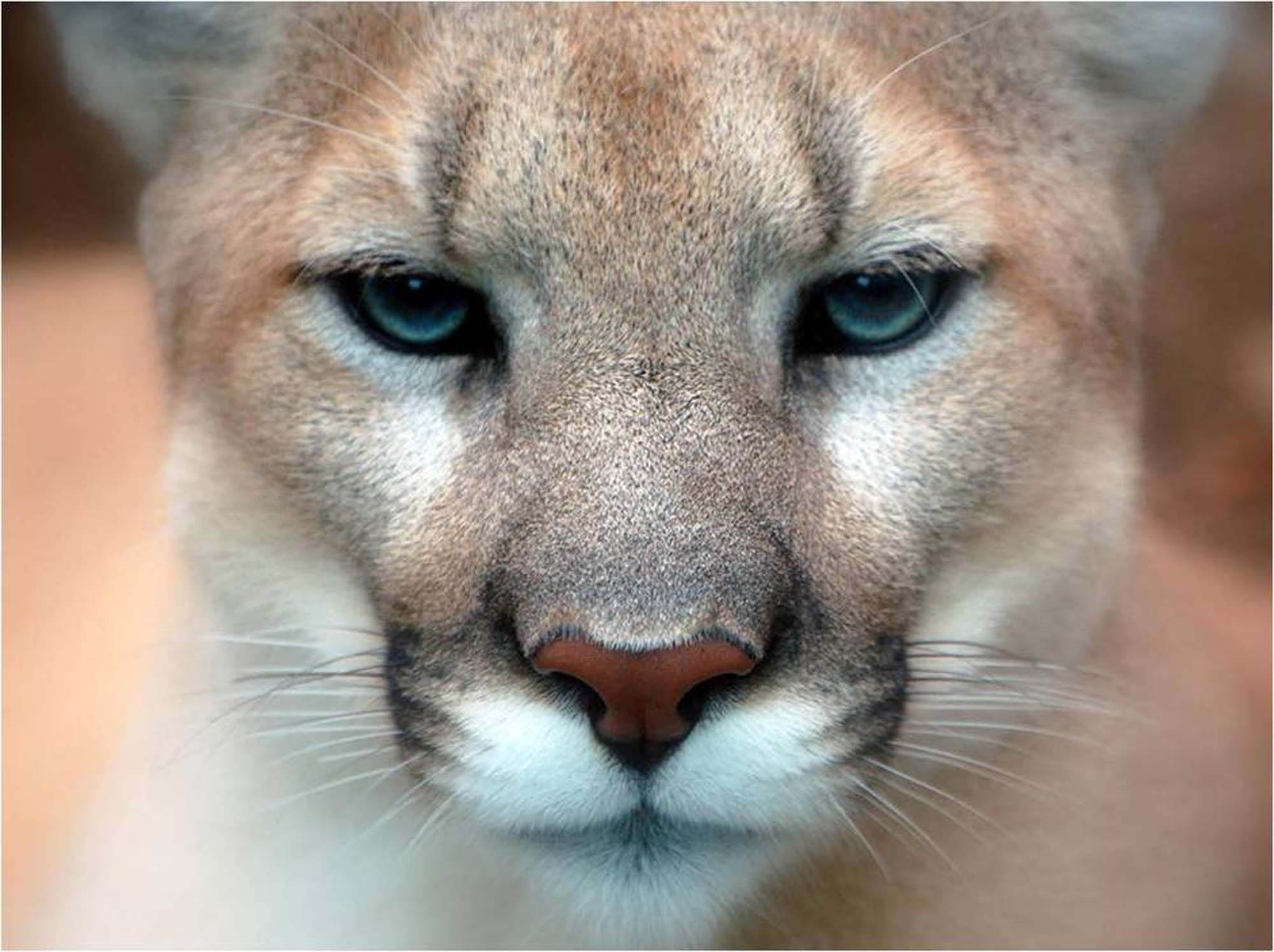 Closeup of mountain lion face