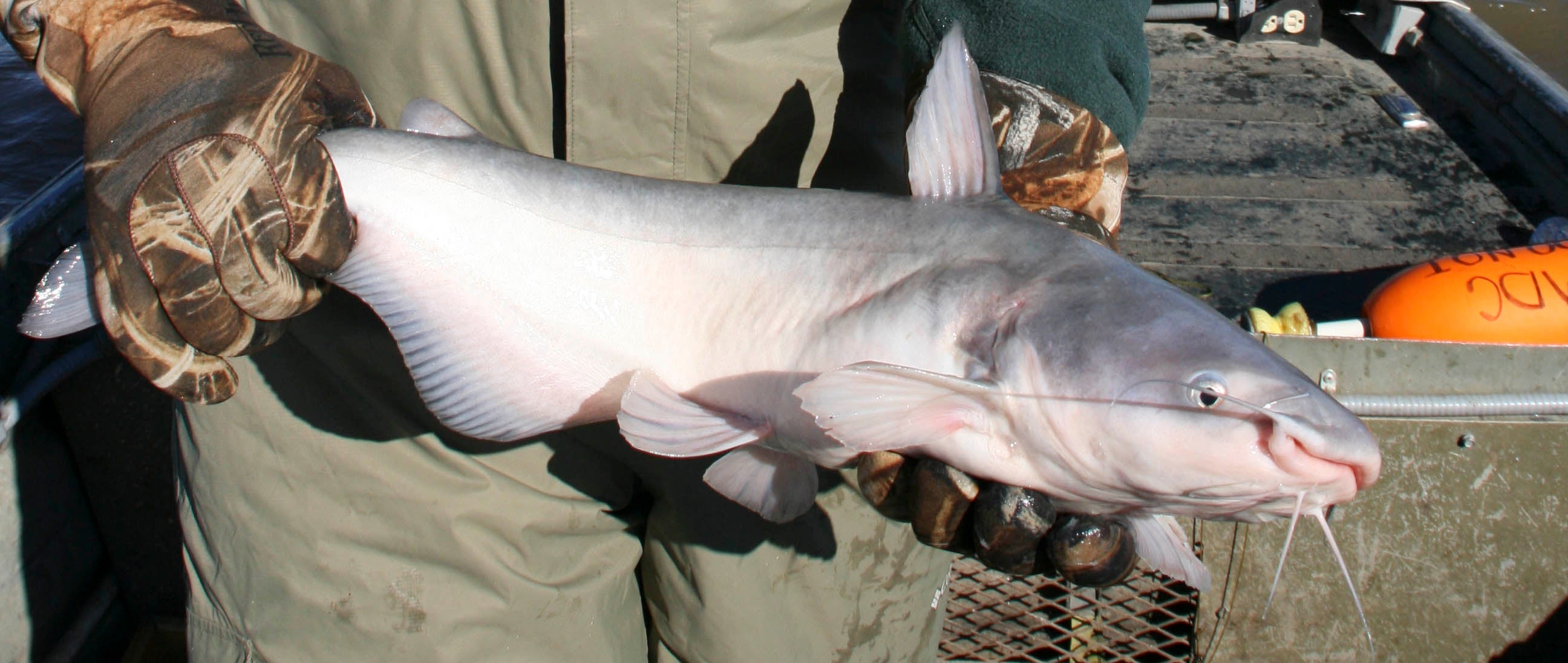 A close-up photograph of a blue catfish held by a fisheries biologist