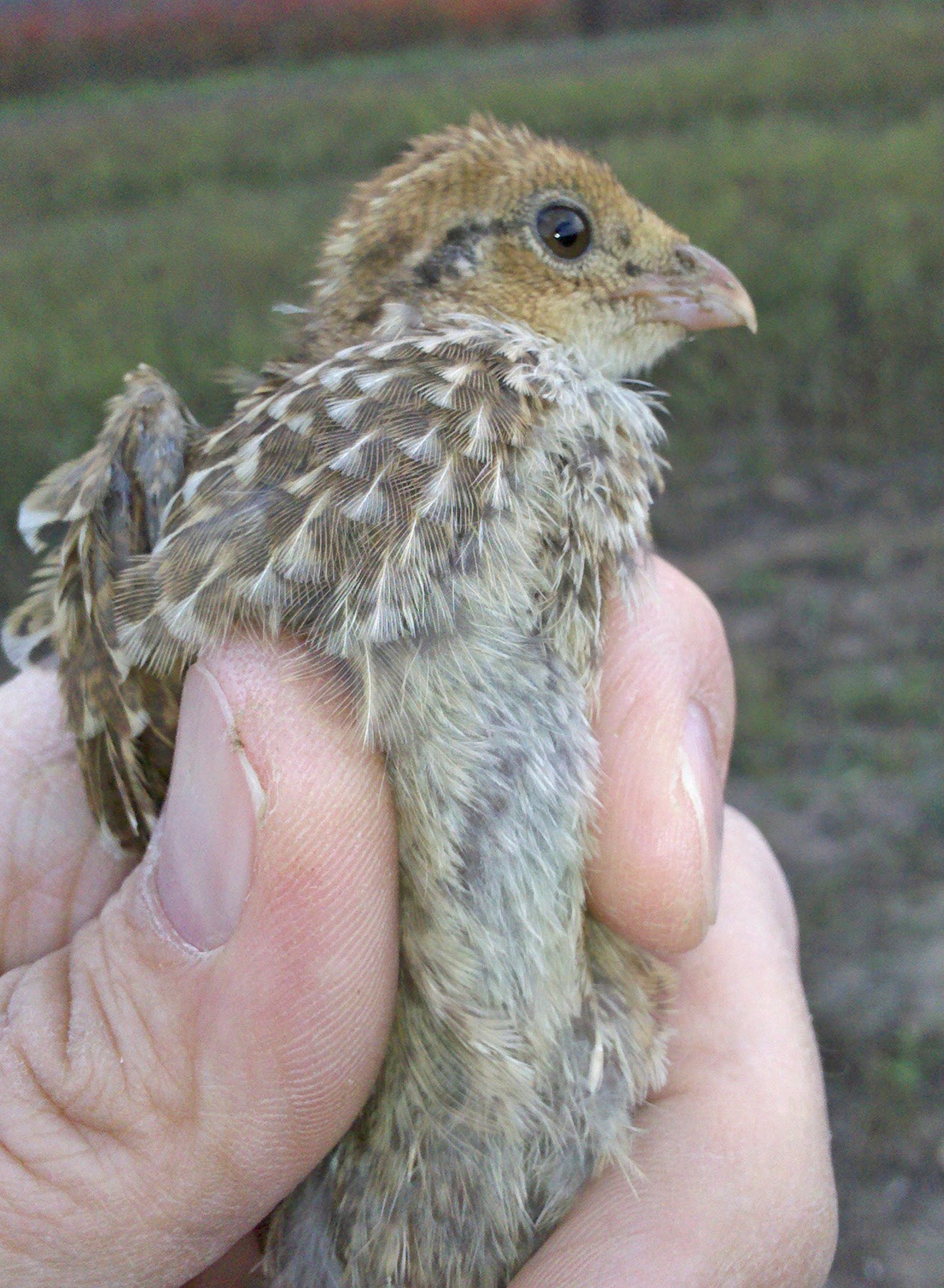 2011 late season quail chick.