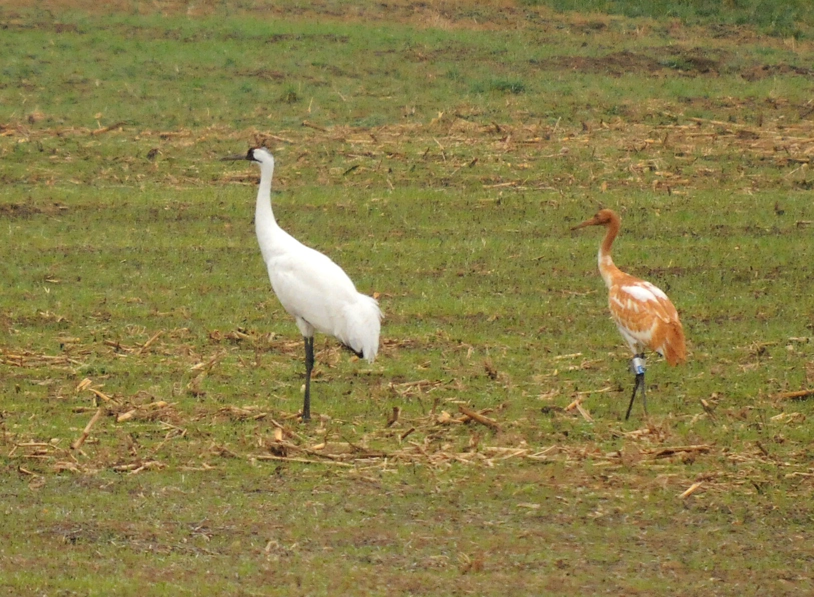 Whooping cranes in a cropfield