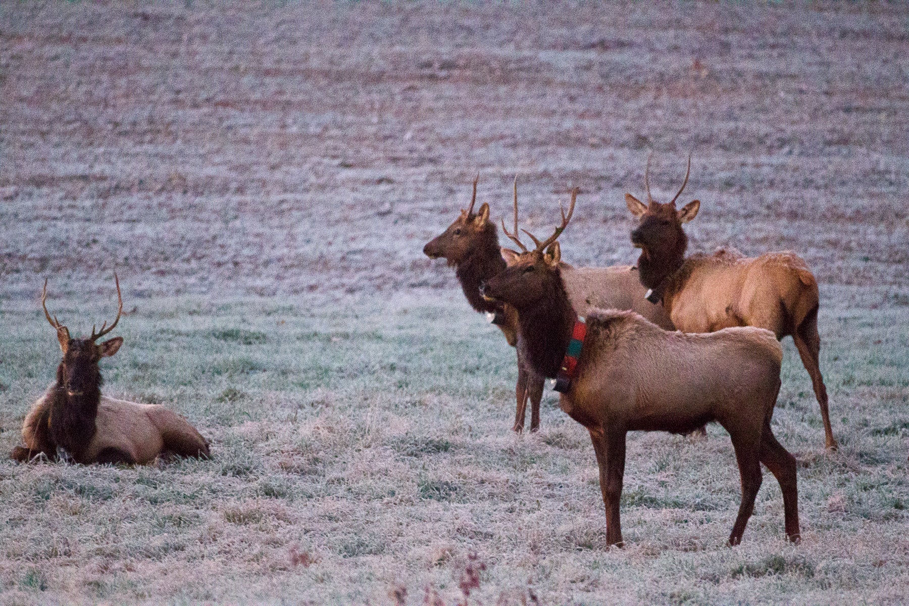 A group of collared Missouri Elk rest in a field.
