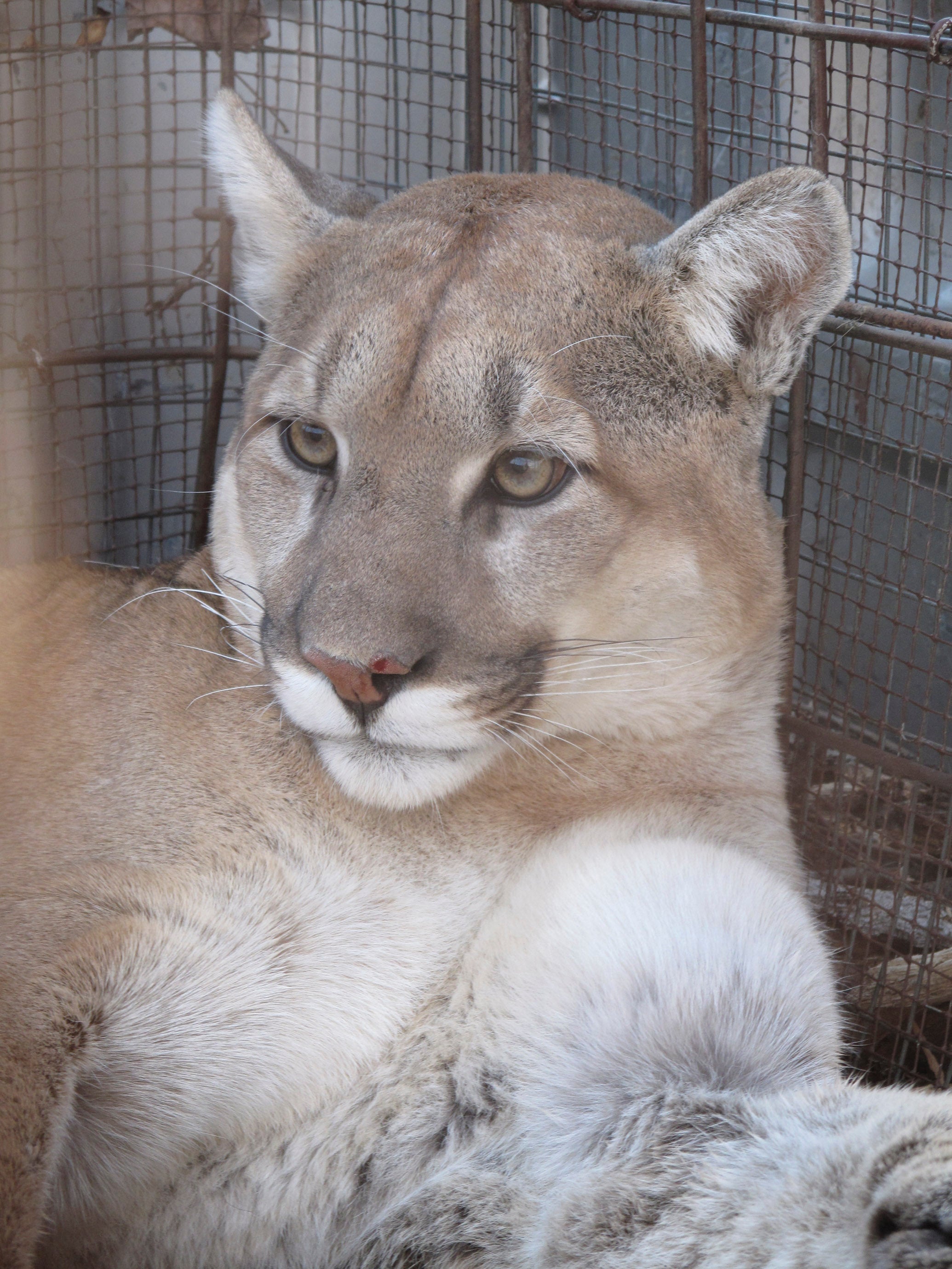 Mountain Lion Sedated in Trap