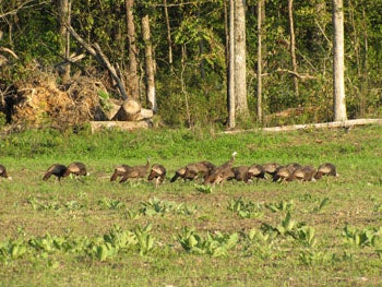 Flock of Wild Turkey at Peck Ranch Conservation Area