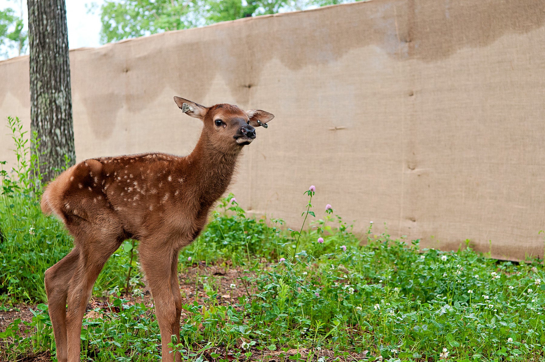 Newborn elk in pen