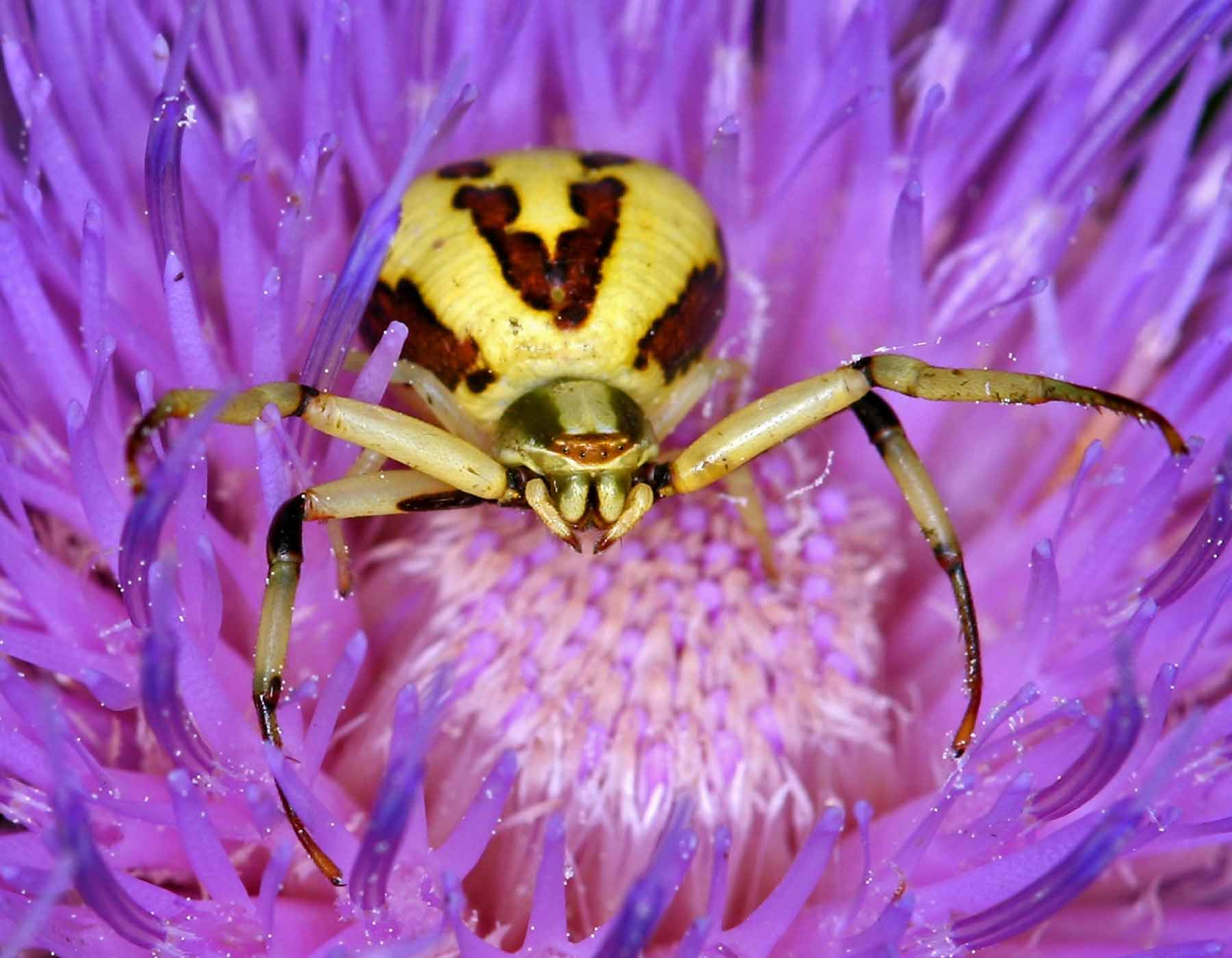 Photo of a ridge-faced flower crab spider in center of flower