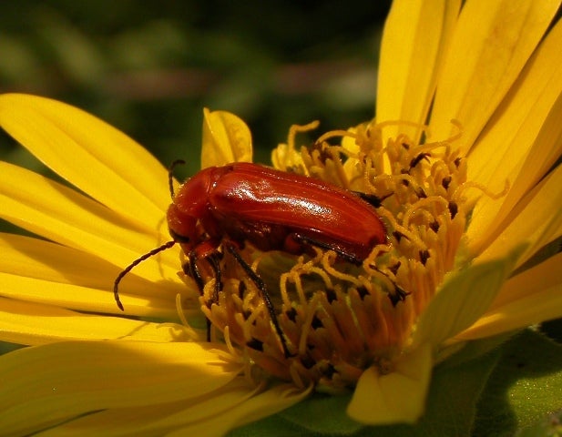 Photo of Nemognatha blister beetle on sunflower