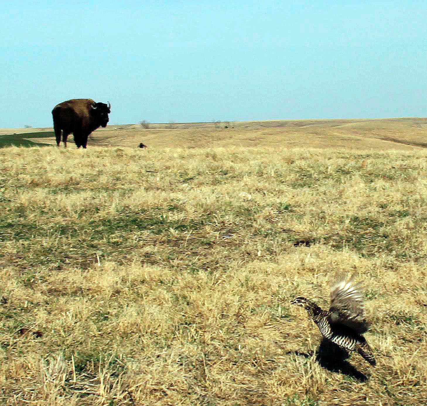 Prairie chickens released at Dunn Ranch