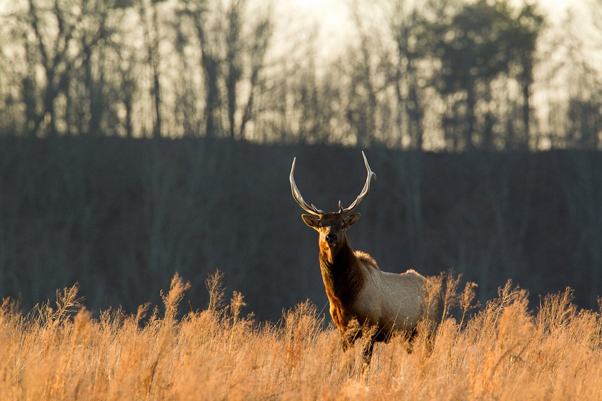 A bull elk stands in a field.