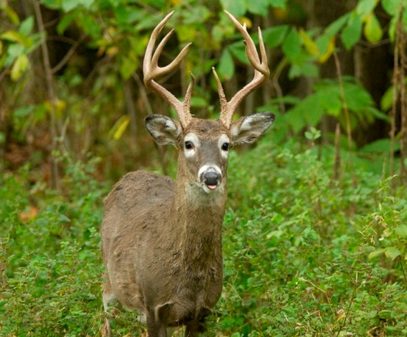 Buck In Woods