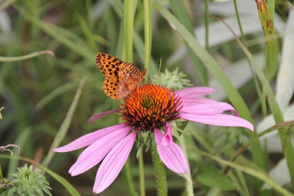 Butterfly on Coneflower at Dunn Ranch