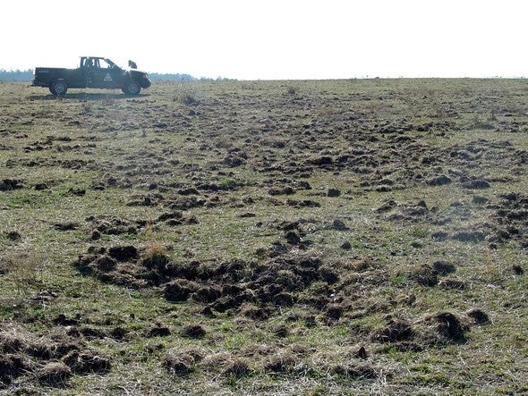 Feral hog damage to a field.
