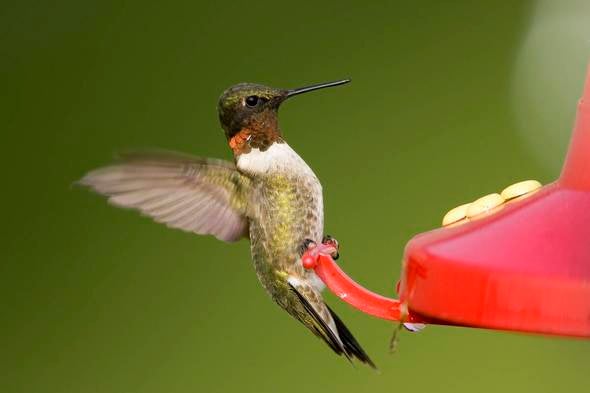 A ruby-throated hummingbird with blurred wingbeats at a bird feeders. 
