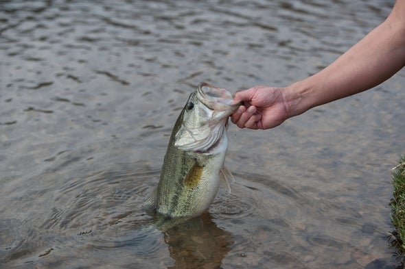 An angler releasing fish back into the water.