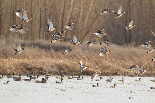 Waterfowl landing on a pond at Montrose Conservation Area 