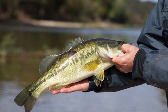Angler showing off his bass
