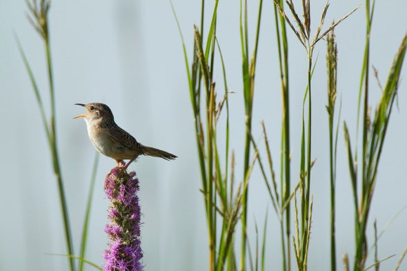 Picture of a bird on a flower at Dunn Ranch 