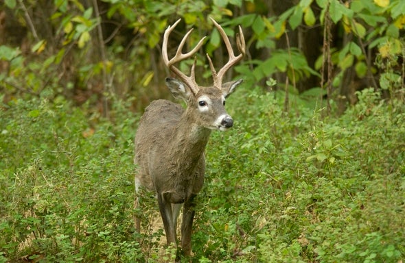 A buck with a big rack of antlers walks out of the woods