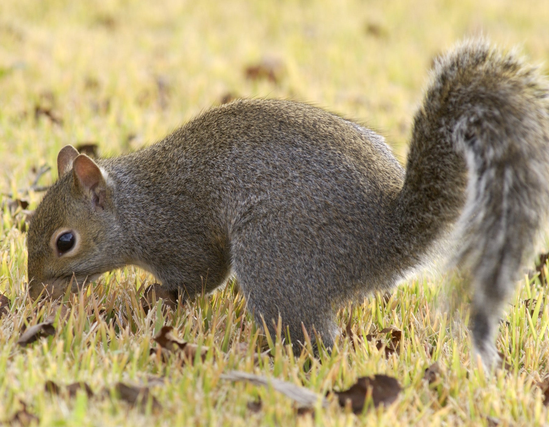 Image of a gray squirrel