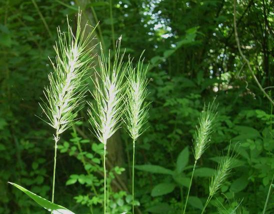 Virginia wild rye flowering heads backlit against a background of shrubs and trees