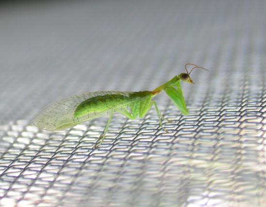 Green mantidfly perched on a screen window
