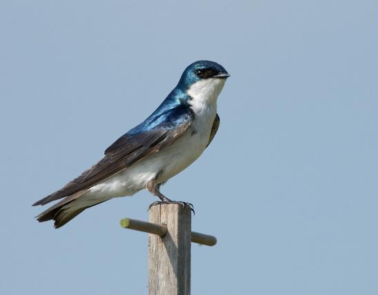 Male tree swallow perched atop a wooden post