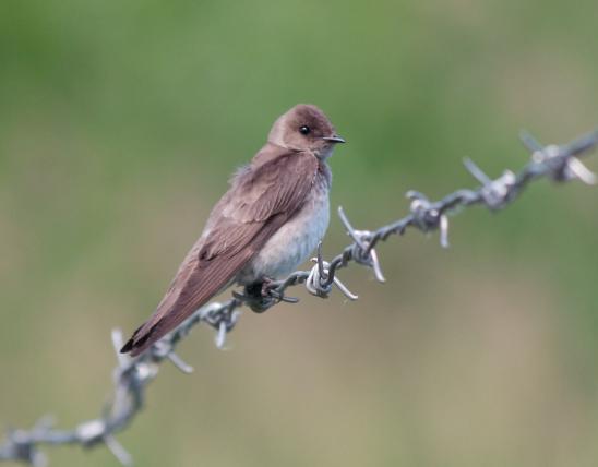 Northern rough-winged swallow perched on barbed wire, viewed from side