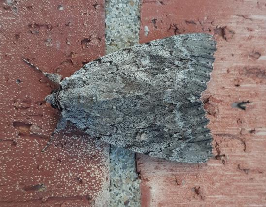 Underwing moth Catocala species resting on a brick wall