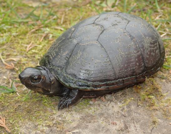 Mississippi mud turtle resting on damp stream bank