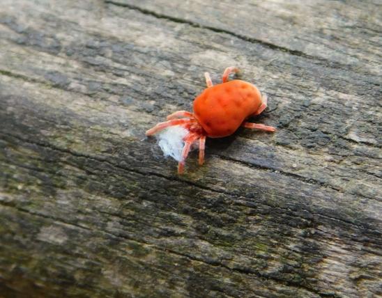 Red velvet mite eating a woolly aphid on a wooden handrail at Rock Bridge State Park, Boone County, Missouri