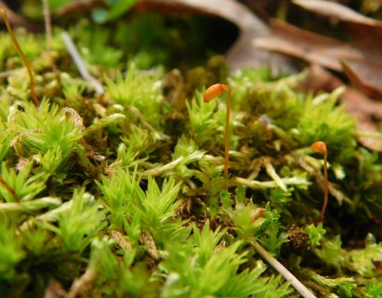 Mosses growing at Runge Nature Center