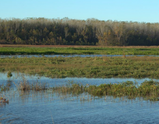 wetlands at fountain grove conservation area