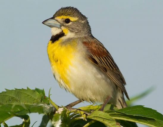 Photo of a male dickcissel in breeding plumage, perched.