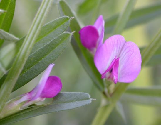Photo of everlasting pea flower and leaves