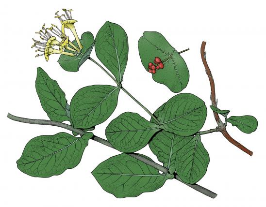 Illustration of grape honeysuckle leaves, flowers, fruits.