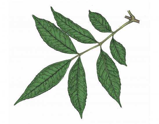 Illustration of green ash leaf.