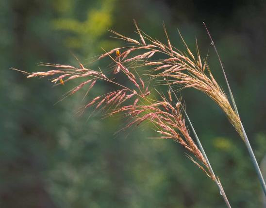 Photo of Indian grass flower head in bloom
