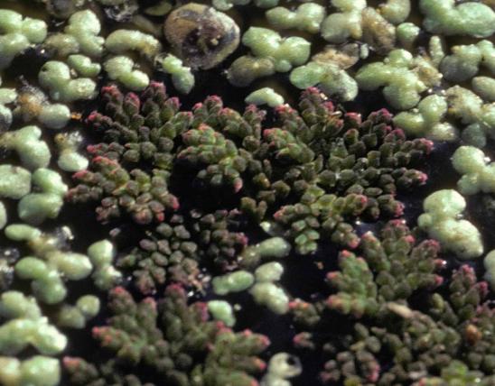 Photo of Mexican mosquito fern plants on a pond surface, surrounded by duckweed