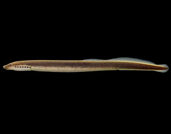 Northern brook lamprey side view photo with black background