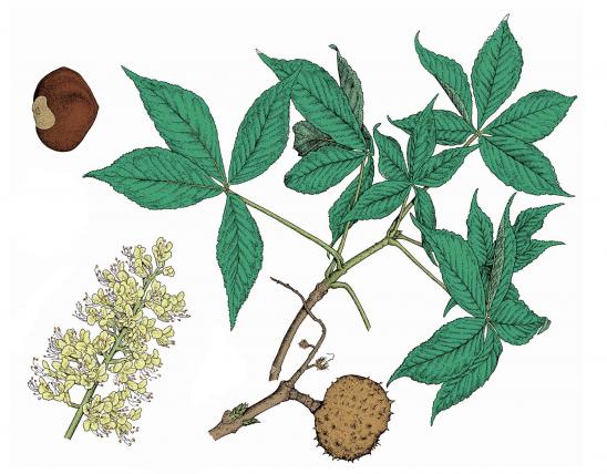 Illustration of Ohio buckeye leaves, flowers, fruits.