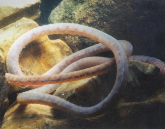 Photo of an aquatic tubificid worm among rocks in an aquarium.