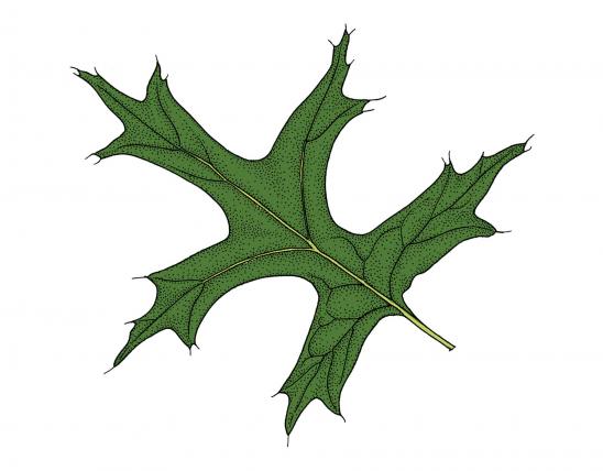 Illustration of pin oak leaf.