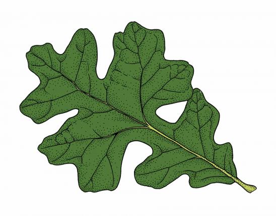 Illustration of post oak leaf.